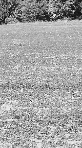 Leaving the guinea hen side and headed towards the chicken coops... | Overdrive Outdoors LLC