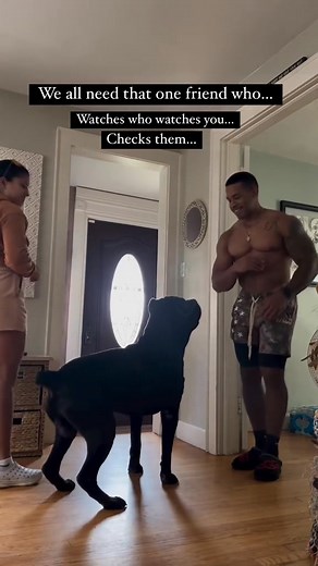 On guard but he makes it playful because is dad 🥰 Follow Marcus Cane Corso Puppies For Adoption to see more photos, updates, and helpful care tips! ❤️ #canecorso #corso #puppy #puppies #puppylove #dog #doglover #dogs #dogstagram #rottweiler #dobermann #presacanario #gsd #mastiff #mastiffpuppy #italianmastiff #bodybuilding #fitness #motivation #fitnesmotivation #americanbully #training #canecorsoofinstagram #canecorsolove #canecorsofans | Marcus Cane Corso Puppies For Adoption