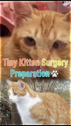 Tiny Kitten Surgery Preparation 🐾 | Emotional & Careful Vet Visit