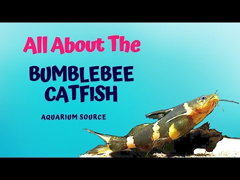 Bumblebee Catfish Care: Secrets of the Shy Striped Wonder 🤩