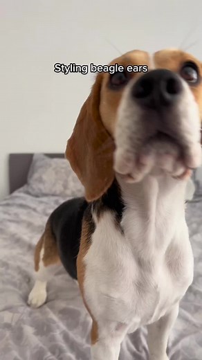 Favorite Ear-Style Poll for Beagle Lovers 🐶💇 | Kiki and Koko 🐾