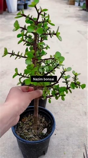 The simplest pruning method for Jade Plant (Crassula ovata) lollipop leaves.#JadePlant #bonsai