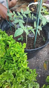 145K views · 1.3K reactions | Tomat fase pertumbuhan, menjaga kesuburan #tomatorganik #berkebundirumah | Qody Lufy | Facebook