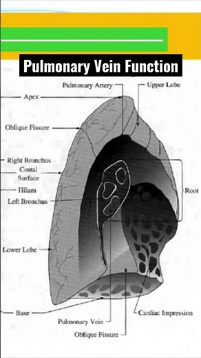 Understanding Pulmonary Vein Function: A Step-by-Step Guide