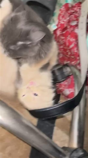 #foryou #Tokyo #cash cute fight 😂💕💕