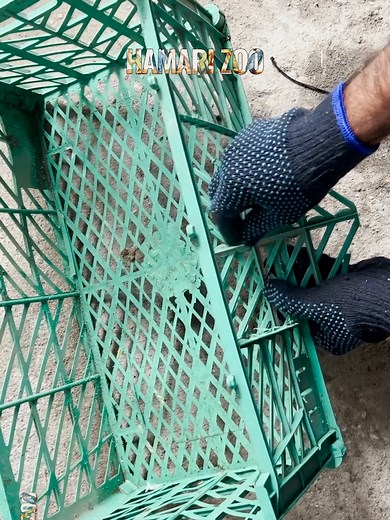 DIY Pigeon House: Creative Plastic Box Setup