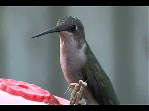 Hummingbird Attacked @ the Feeder.