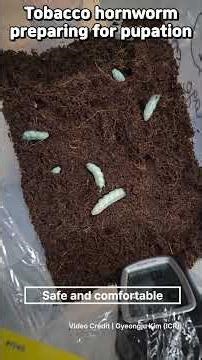 I’m Going to Sleep… and Become a Moth | Metamorphosis in Action #cannainsights #hawkmoth #hornworm