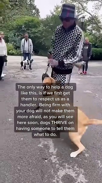 Incredible Rescue Dog Transformation Journey