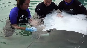 400K views · 7.6K reactions | Two spotted eagle ray pups were born at Discovery Cove in Orlando. The park shared video of their birth.  Video Credit: #KTVUFox2 | Marine Biology News | Facebook