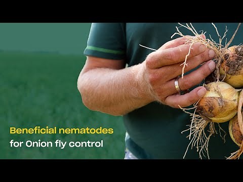 Effective Onion Fly Control with Beneficial Nematodes - Capirel