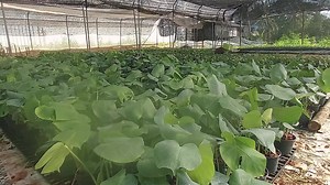 325K views · 1.3K reactions | 2ต้นส่งฟรี ลดเหลือ380บาท size S...