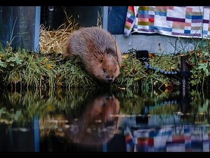 Bringing beavers back... the release!
