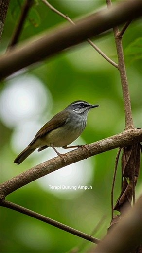 Ultimate Morning Bird Songs – Powerful Relaxing Nature Sounds for Focus, Study, Work