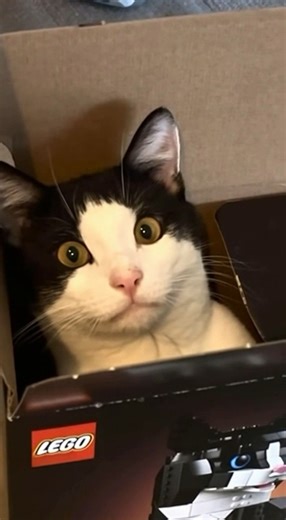 They really called me out with this one 😂 My cats the doppelganger of their tuxedo cat set (21349). Pretty sure if I leave this box here long enough, they'll become best friends or mortal enemies. No in-between with cats! 😹 #cat #lego | FuFu’s Cat House