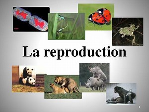La reproduction - SlideServe