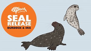Another 2 seals rescued, cared for, and released by the amazing Animal Care Team at Exploris! 🙂 This amazing work is funded by DEARA, people who adopt the seals and visitors to Exploris! 👍 To find out more please visit: https://explorisni.com #Explorisni #ExperienceAND #discoverni #strangford #tourismireland #embraceagiantspirit #Portaferry #VisitAND #visitnorthdownandards #sealsanctuary #exploris #seals Visit Ards and North Down | Exploris Aquarium