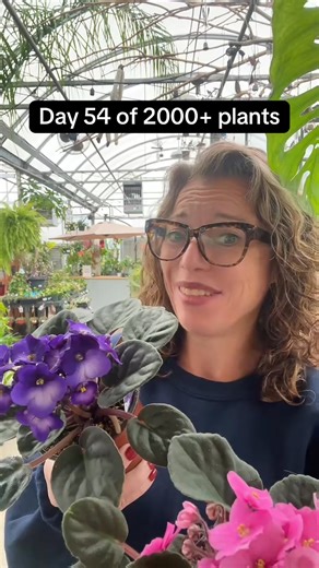 128K views · 2K reactions | Grandma was right about this one  African violets love east light, even moisture, and a little attention — here’s how to make them thrive. #africanviolet #planttok #greenhouselife #houseplants #PlantCareTips | Lifewithashleyanita | Facebook