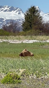 4.3K views · 638 reactions | Troublesome cub? Simply squish him....