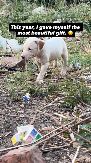 All of them are mine now — officially adopted! 🐾❤️. . . . . . . . . #instagood #instagram #adayinmylife #vlog #minivlog #instareels #insta #viral #animal #trendingreels #cleaning #dog #dogsofinstagram #cat #cats_of_instagram #christmastree #christmas #christmasgift #vegan #holidayevent #used #cleaningproducts #lipcare #numbergame #gamerules #localcharity | Shalu Singh