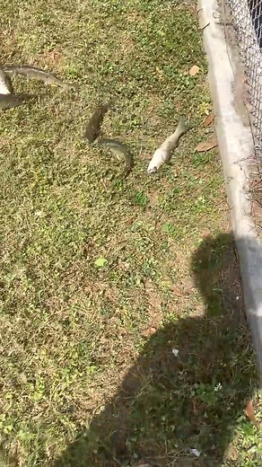 I doesn’t take long to get food on the menu#fishing #nettingfishing #netting #fishinggear #fishingboat #fishingtrip #fishingpole #fishinglure #fishingtackle #fishingline #fishingknots #castnet #fishingislife #fishingaddict #fishingislove #castnetfishing | William Johnson