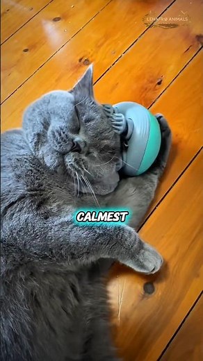 The Cat That Looks Grumpy, But Secretly Loves You 😹