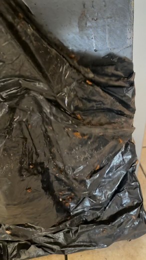 Pest Control Kings 🪳🪳🪳🪳🪳 📞0712853735. 📍Pretoria.Jhb.witbank .rustenburg HOTELS/APARTMENTS/FLATS/SCHOOLS/HOUSES/SHOPS../Cockroaches /Bedbugs / Termite /Ants /Rodents Pest Control Kings Pest Control Kings | Pest Control Kings