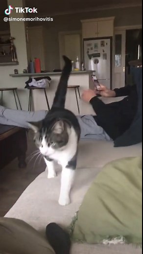 Simone Morihovitis on TikTok