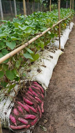 🌱 Want a massive sweet potato harvest without digging up your entire yard? You have to try the soil bag method! It saves so much space and makes harvesting incredibly easy. 🍠 First, start by resting your sweet potatoes in a pot of warm soil until they grow tall, leafy green shoots. Once they are a few inches long, snip those shoots right off the mother potato and pop them into a glass of water. 💧 In just a week or two, they will grow strong white roots and be totally ready to plant. Here is w