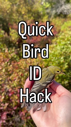 How to Identify a Blackpoll Warbler