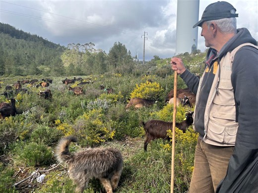 Le pastoralisme, une réponse inattendue aux feux de forêt | RTS