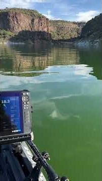 Shearwater125 (13).mp4