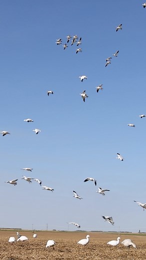 Right in the pocket! - #goosehunting #hunting #geese #snows #waterfowl #waterfowler #reels #thisiswhy | Northern Skies Outfitters