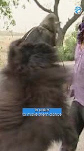 1.5K views · 131 reactions | Yesterday, we shared the story of...