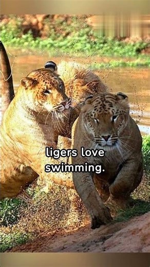 Are Liger's Real