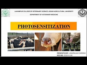 Photosensitization in Animals