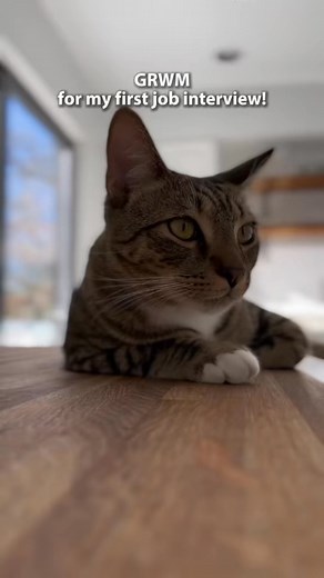 64K views · 4.2K reactions | 2 years ago today was loki’s first job interview凉 #catsofinstagram #cutecat #cat #catlover #catmom | The Loki Show | Facebook