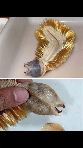 3.1K views | Bizarre ‘alien’ creature leaves the internet speechless once its true identity is revealed (check in the first comment) | Ben Sam Bryce | Facebook