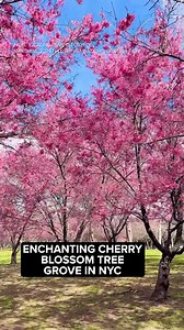 37K views · 711 reactions | Cherry blossoms are in bloom in New York City! Here's what it looks like in Flushing Meadows Corona Park right now.  | ABC7NY | Facebook