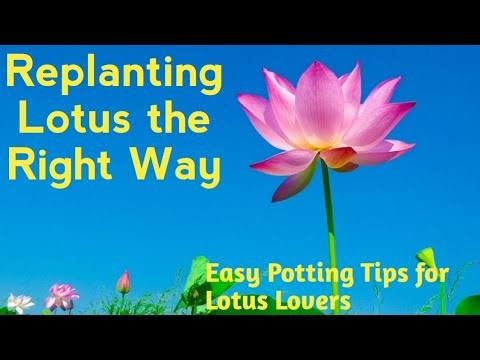 Replanting Lotus at Home | Expert Tips for Beautiful Blooms