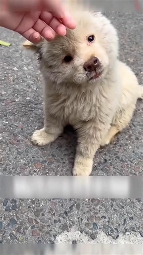 Injured Puppy Was Afraid of Everyone… Until One Man Changed Everything ❤️🐶