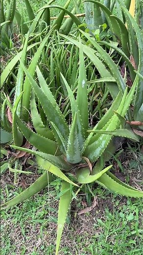 📌 ALOE VERA: THE TREASURE OF IMMORTALITY IN YOUR GARDEN 🌿✨