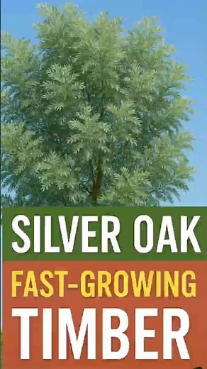 🌳 Silver Oak Plants – Fast-Growing & Profitable Timber Tree!Silver Oak (Grevillea robusta)#silver