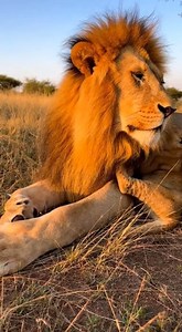 Loud baby roar, pure natural sound. #LionCubRoar #NatureSounds #WildlifeClips #AnimalVideo | Lion Cub Roars