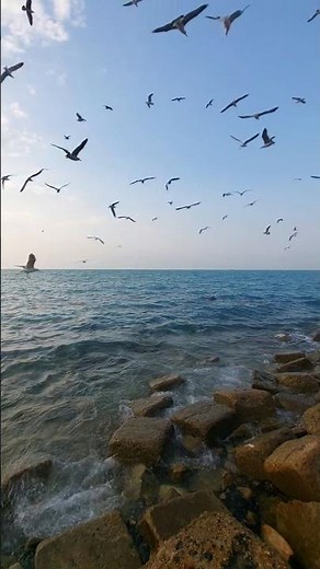 Ultimate Seagull Sounds 🕊️🌊 Full Relaxation, Deep Sleep & Mental Calm#nature #beach #meditationmusic