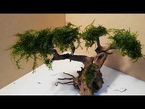 Bonsaï aquarium mousse de java