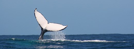 Ultimate Whale watching day tour: Cape Town to Hermanus