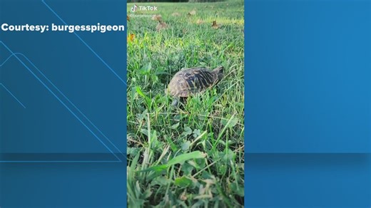 Box turtle season crawls upon West Texas