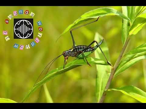 What does a cricket sound like? | Real cricket chirping sound