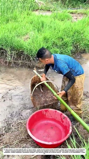 El bambú como red: Cómo un niño captura peces con ingenio rural